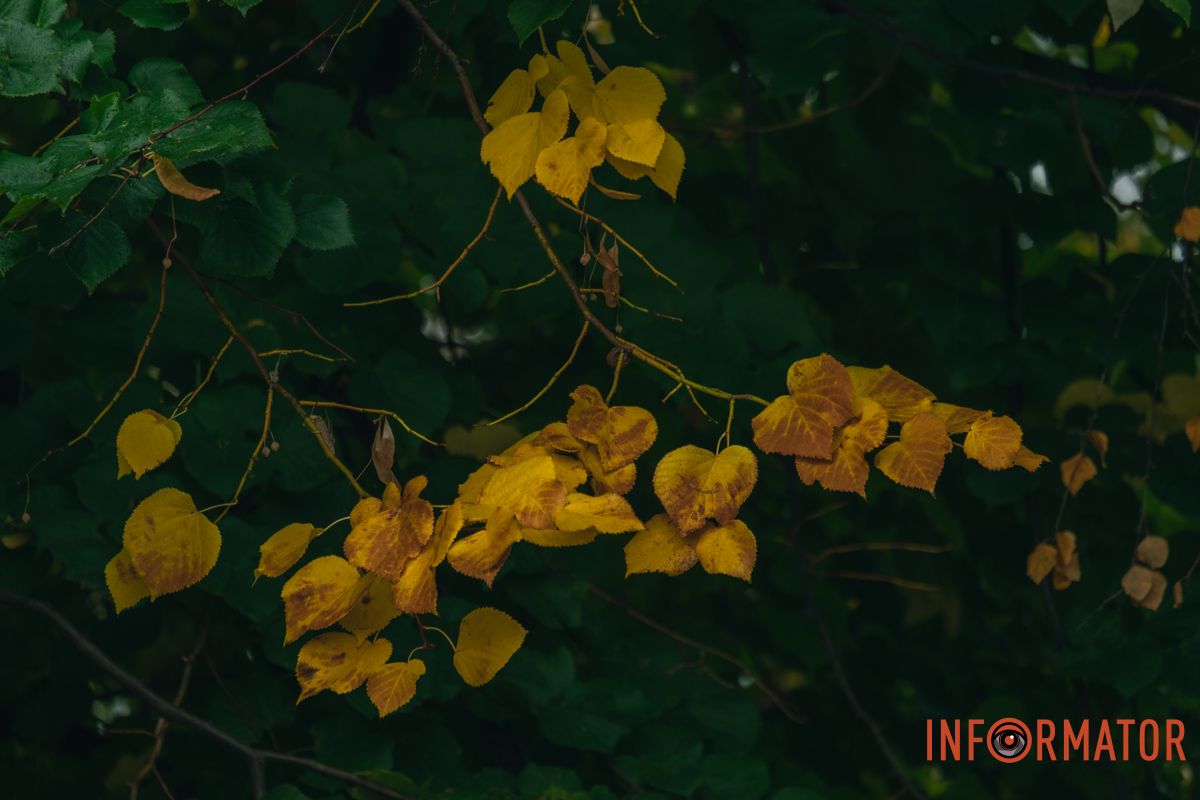 Каждый осенний лист — как мазок художника