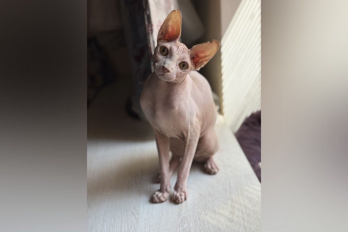 Гарик Гарик