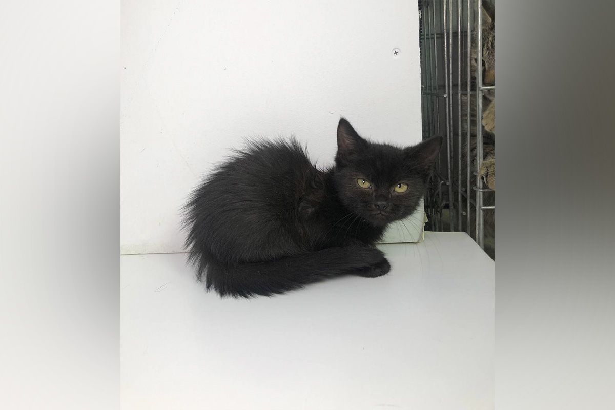 Шанти Шанти