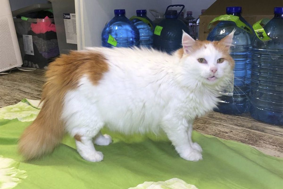 Сосулька Сосулька