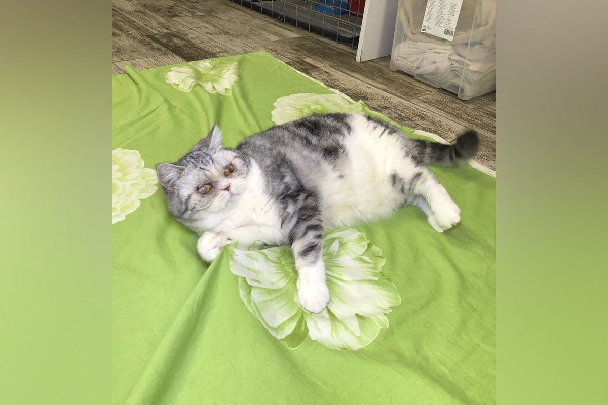 Пушкинка Пушкинка