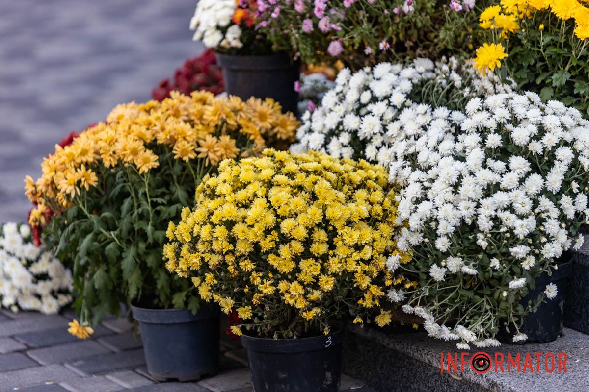 Хризантемні фотозони Дніпра: де зробити найкрасивіші осінні фото 21