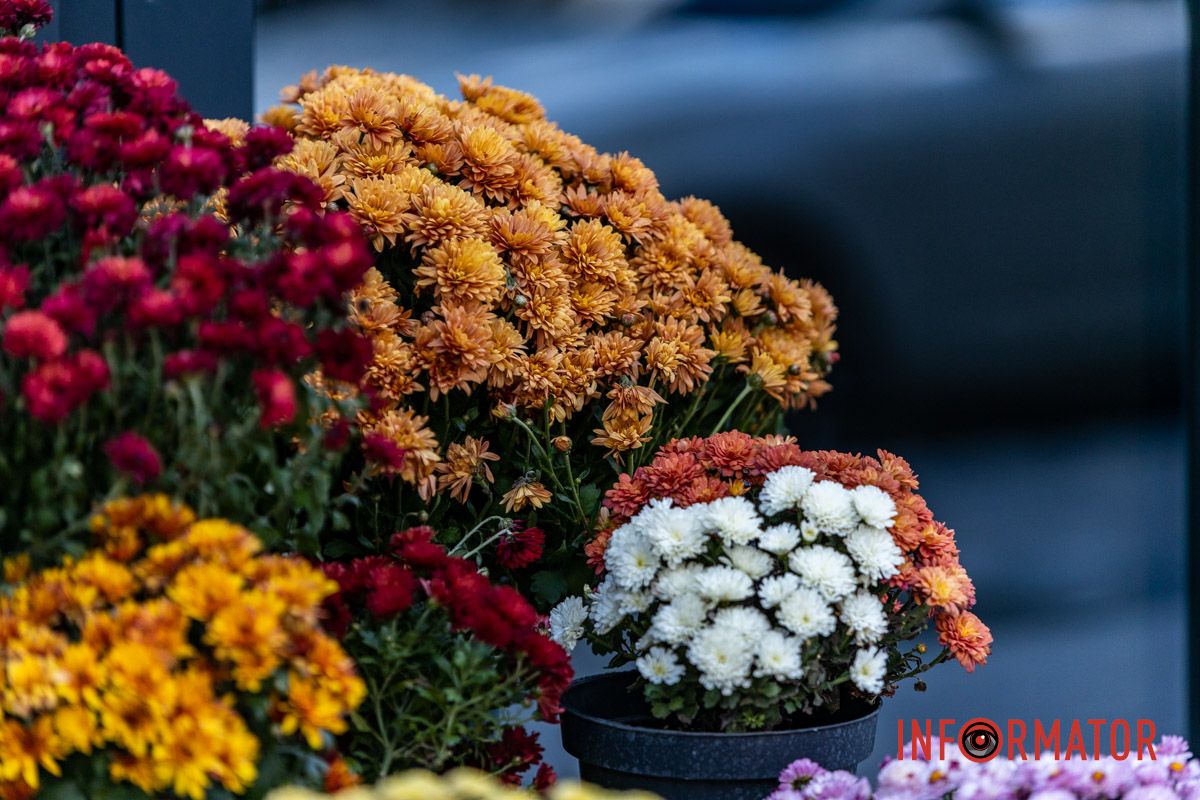 Хризантемні фотозони Дніпра: де зробити найкрасивіші осінні фото 25
