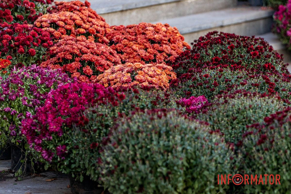 Хризантемні фотозони Дніпра: де зробити найкрасивіші осінні фото 4