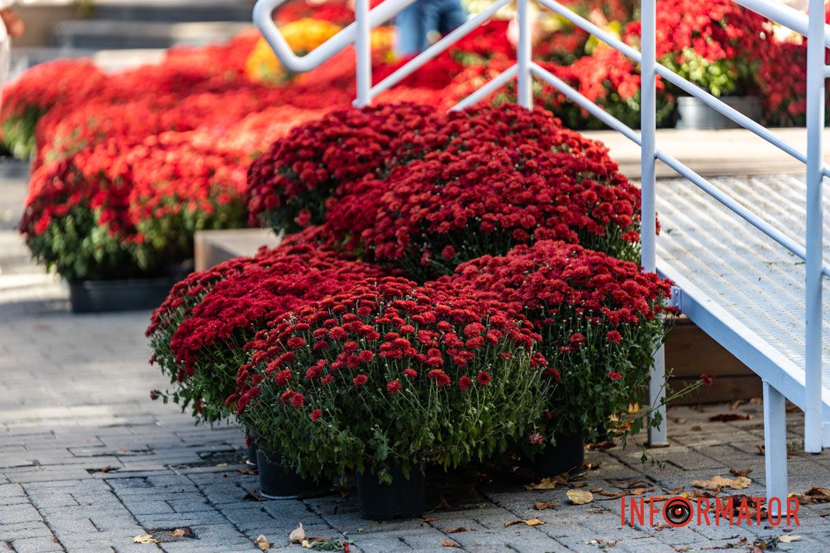 Хризантемні фотозони Дніпра: де зробити найкрасивіші осінні фото 11