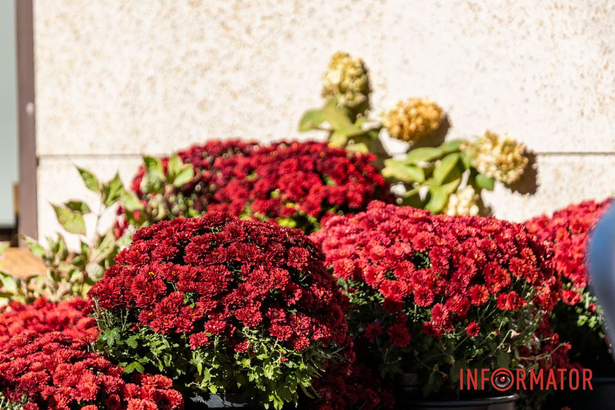 Хризантемні фотозони Дніпра: де зробити найкрасивіші осінні фото 14