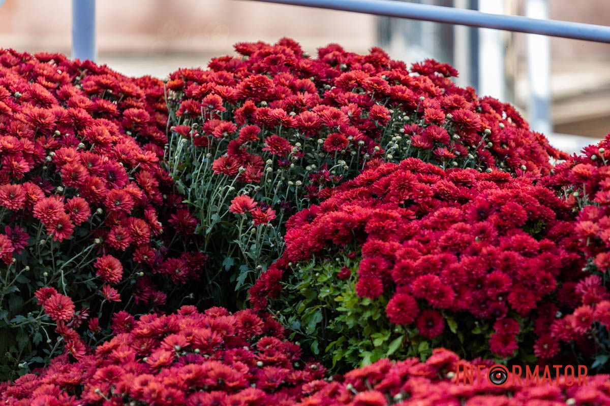 Хризантемні фотозони Дніпра: де зробити найкрасивіші осінні фото 15