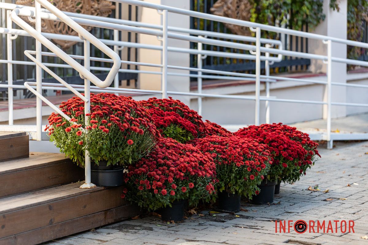 Хризантемні фотозони Дніпра: де зробити найкрасивіші осінні фото 16