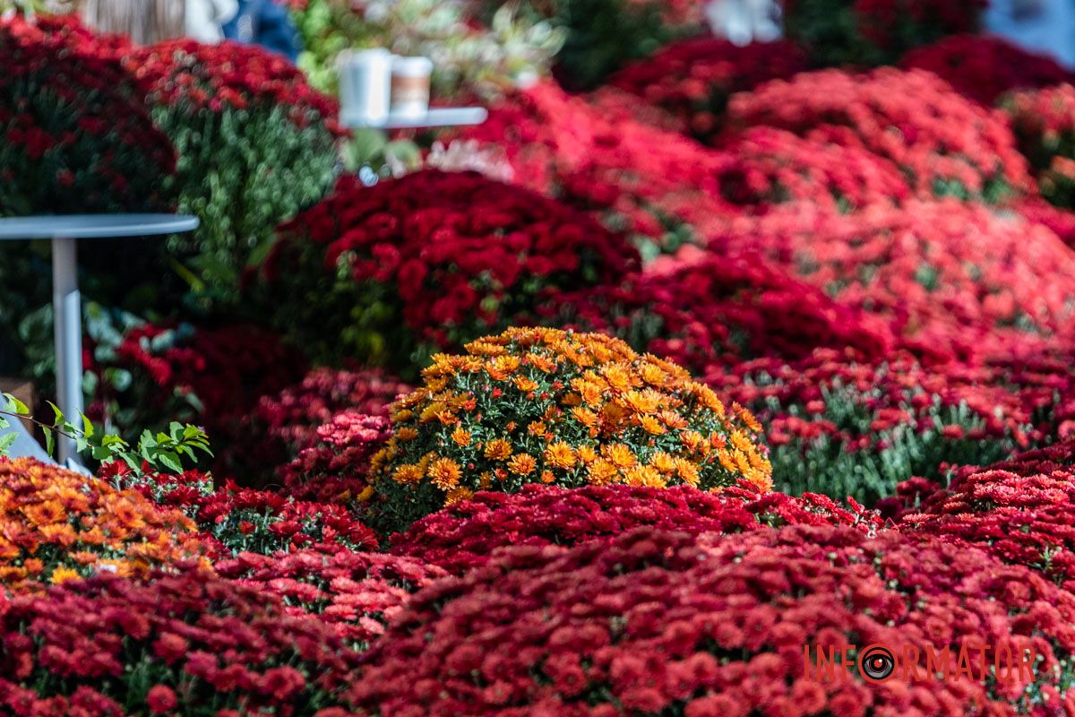 Хризантемні фотозони Дніпра: де зробити найкрасивіші осінні фото 18