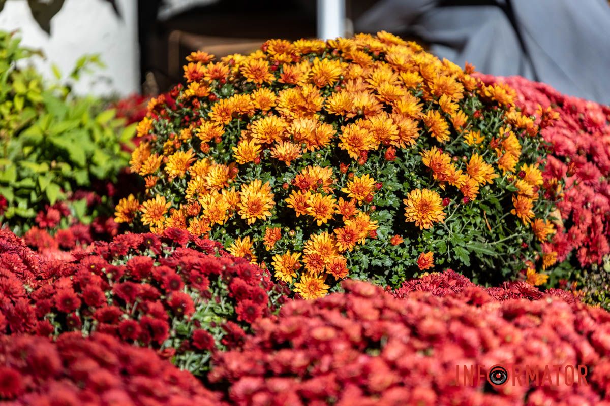 Хризантемні фотозони Дніпра: де зробити найкрасивіші осінні фото 19