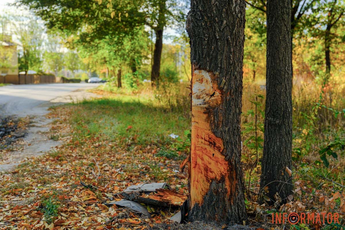 Відлетіло колесо: у Дніпрі на проспекті Праці Skoda врізалась у дерево 16