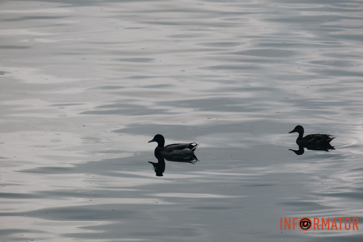 Качечки пливуть по спокійному Дніпру, залишаючи хвилі за собою Як виглядає Дніпро у жовтні після дощу 15