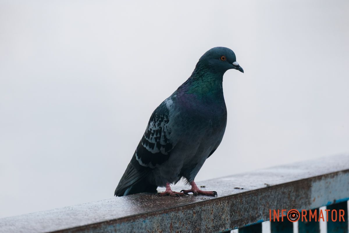 Здається, навіть голуби стають яскравішими у дощ Як виглядає Дніпро у жовтні після дощу 4