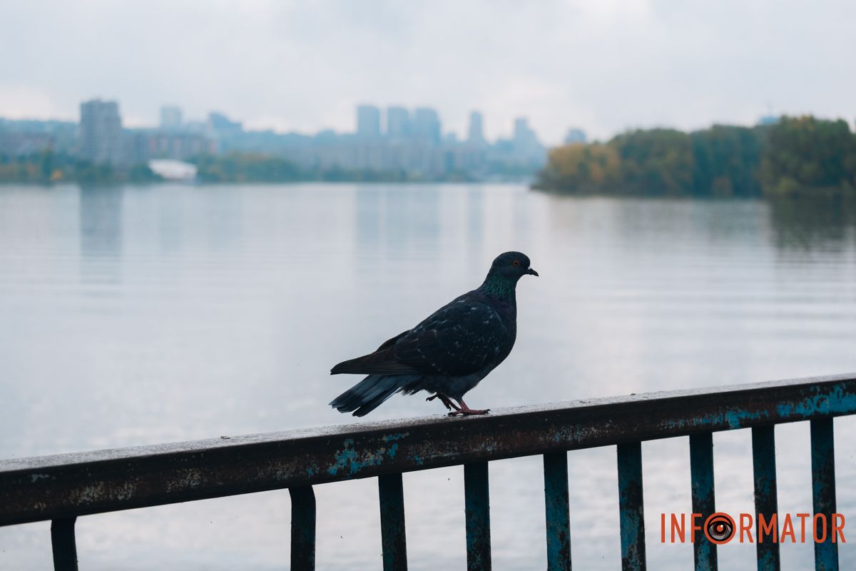 Голуб сушить крила під хмарним небом Голуб сушить крила під хмарним небом