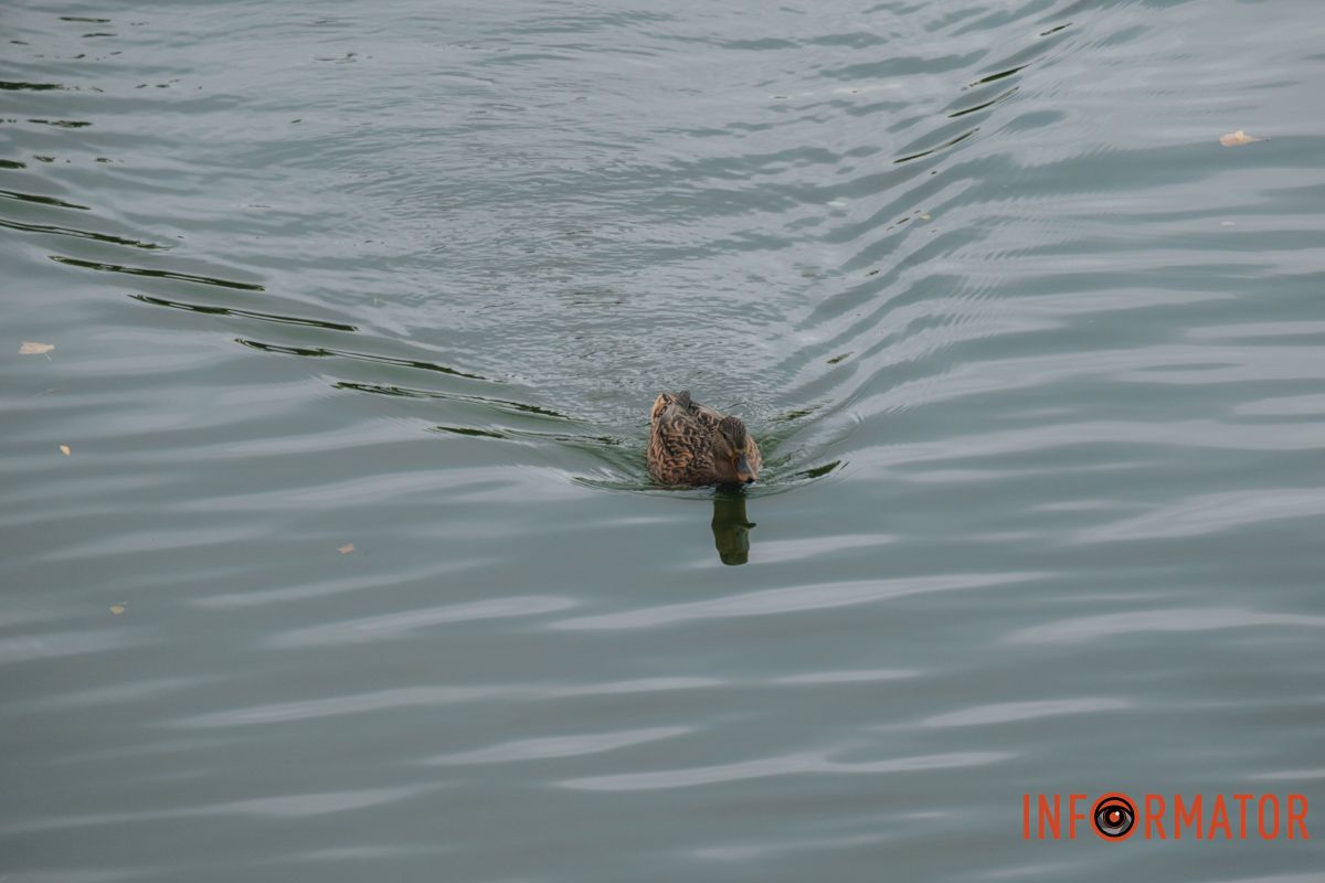 В осінніх парках багато качок В осінніх парках багато качок