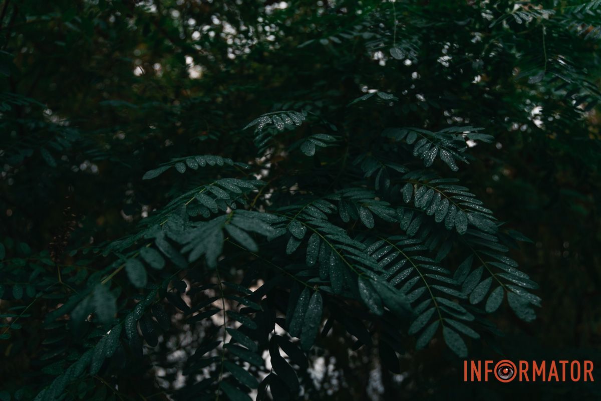 Ще залишились краплі дощу Як виглядає Дніпро у жовтні після дощу 13