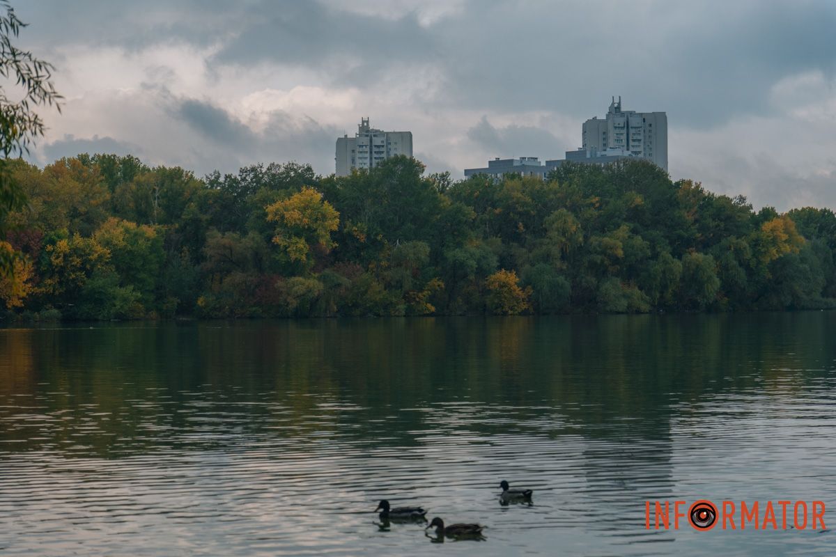 Качечки вийшли на прогулянку Як виглядає Дніпро у жовтні після дощу 11