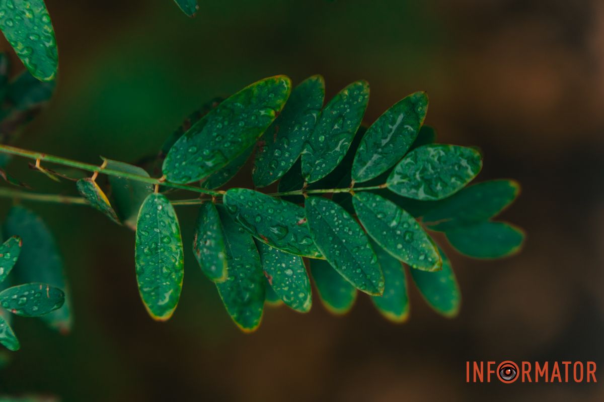 Осінні краплі на гілках переливаються як крихітні кришталики Як виглядає Дніпро у жовтні після дощу 6