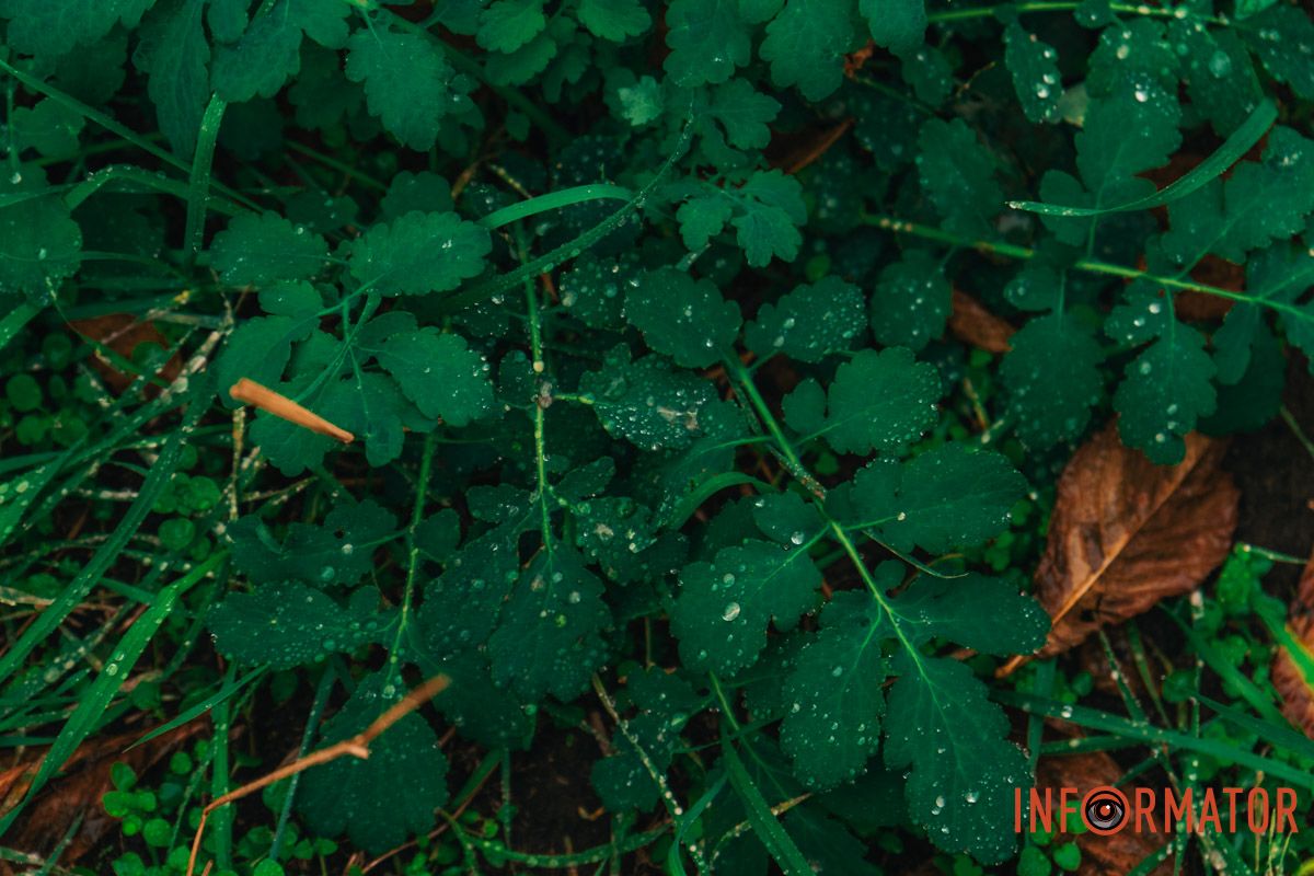 Пройшов дощ Пройшов дощ