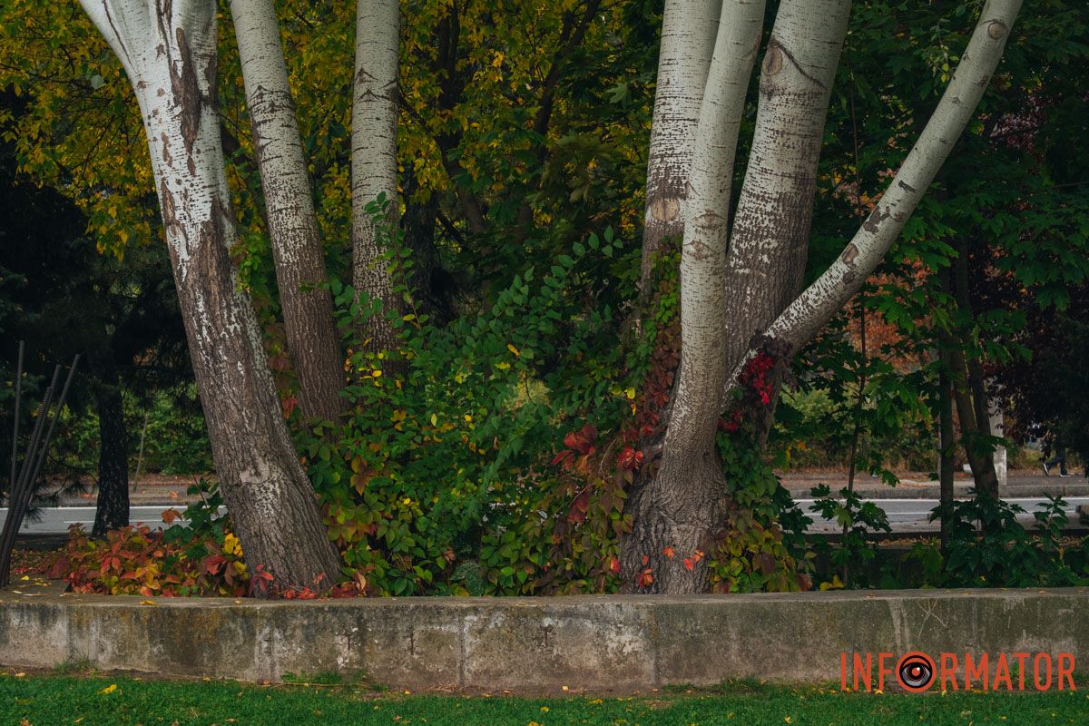 Червоні листочки пробиваються крізь зелені Червоні листочки пробиваються крізь зелені