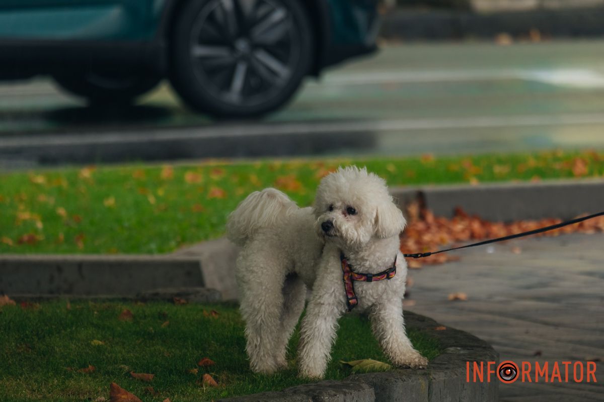 Прогулянки з тваринками стають веселішими Прогулянки з тваринками стають веселішими