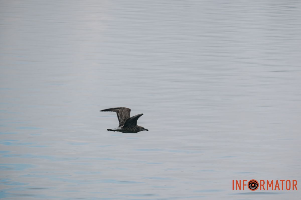 Пташка на фоні неба Пташка на фоні неба