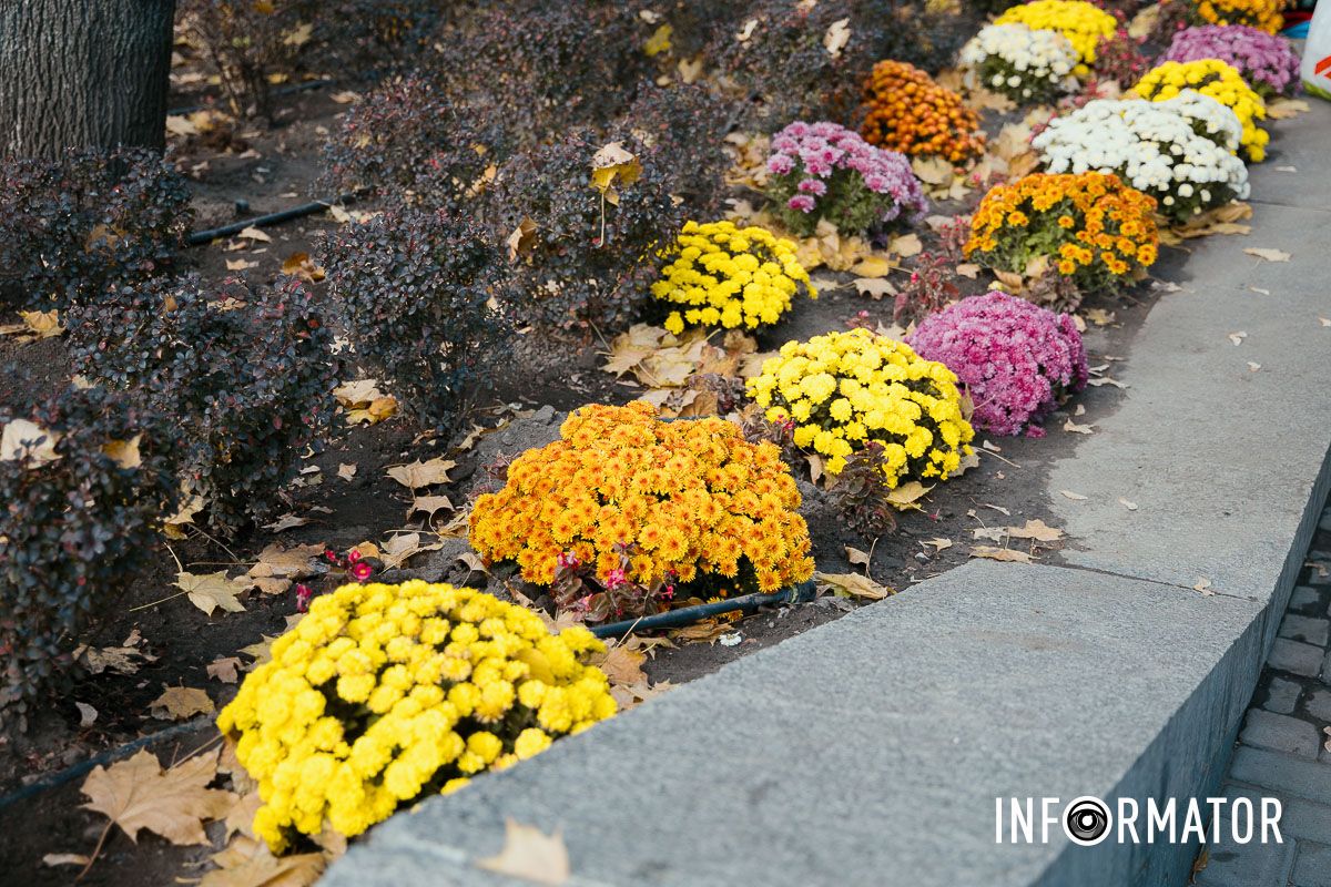 Дніпро в кольорах осені: де побачити найяскравіші хризантеми та загадкові фотозони 2