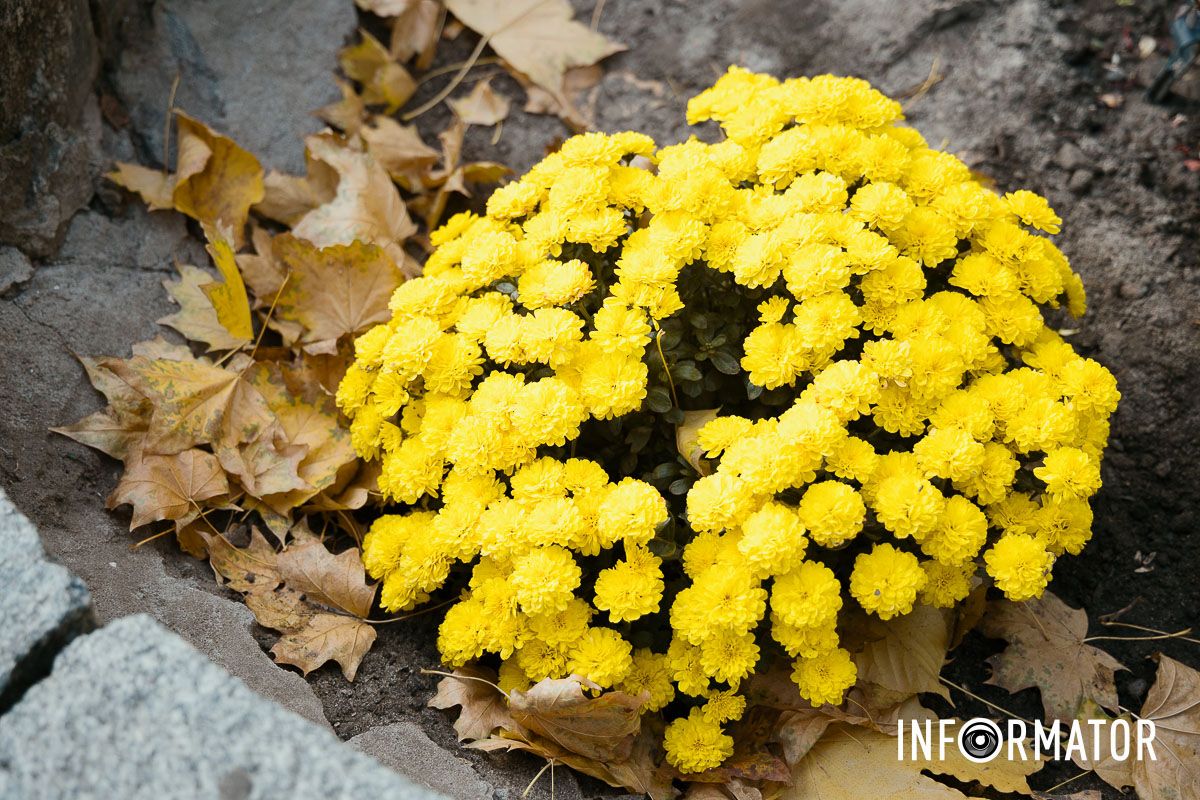 Дніпро в кольорах осені: де побачити найяскравіші хризантеми та загадкові фотозони 4