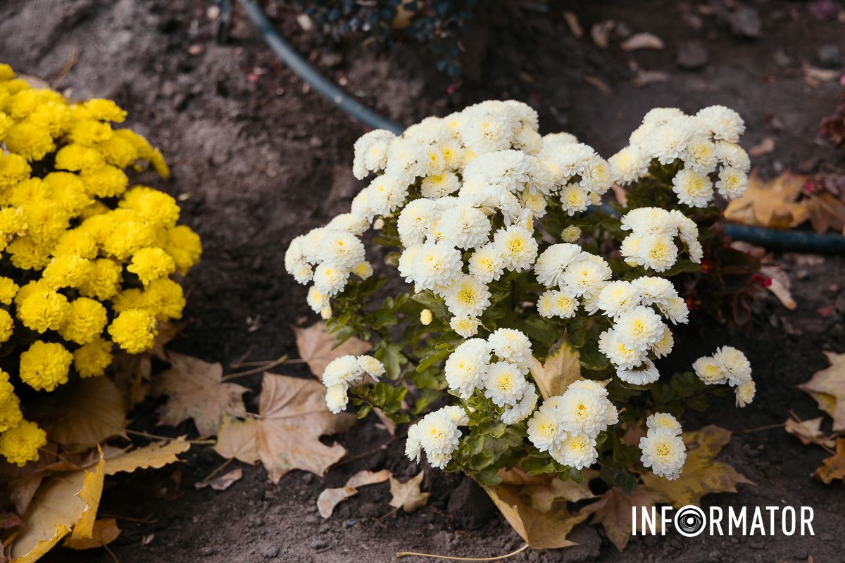 Дніпро в кольорах осені: де побачити найяскравіші хризантеми та загадкові фотозони 3