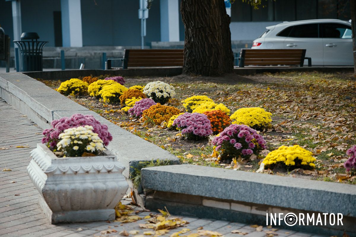 Дніпро в кольорах осені: де побачити найяскравіші хризантеми та загадкові фотозони 5