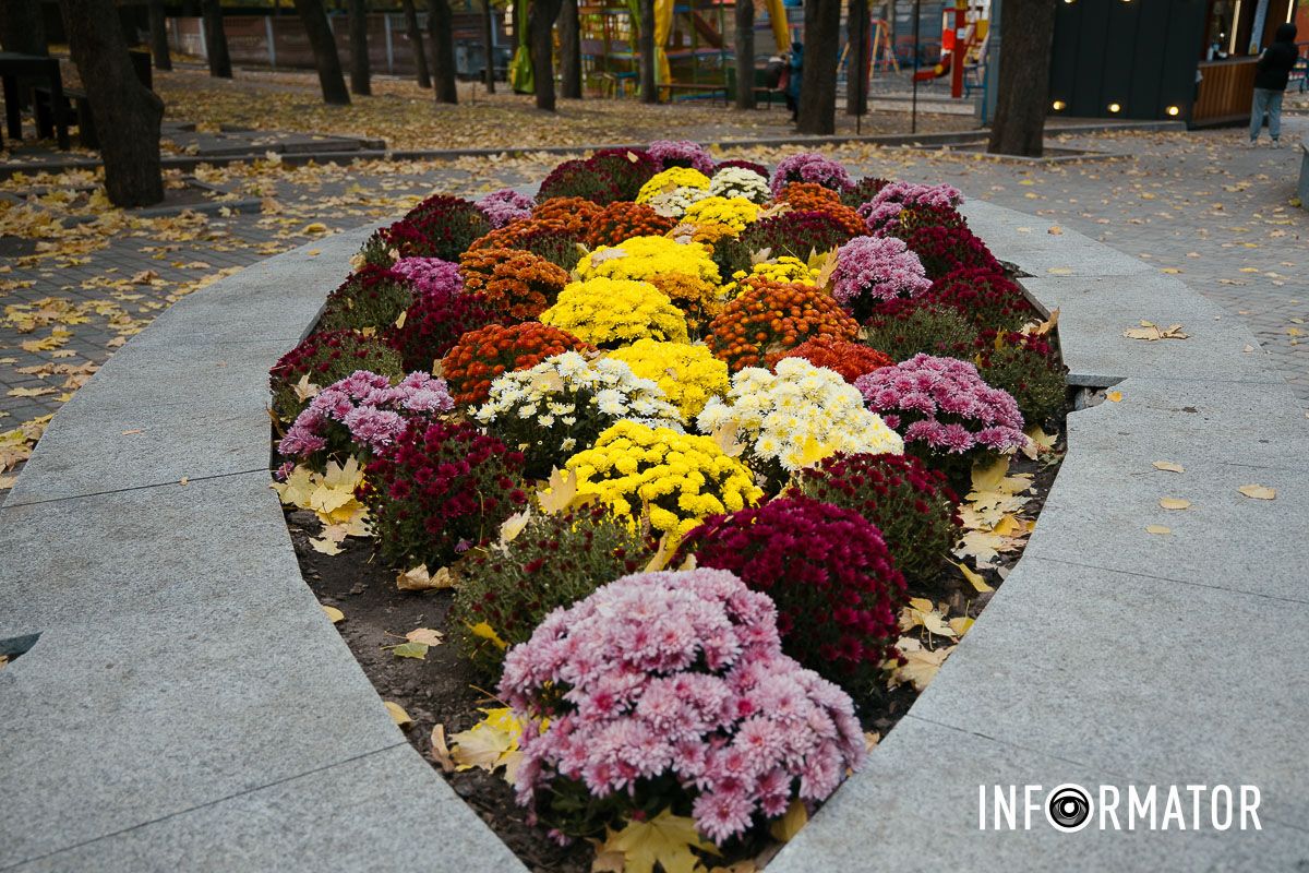 Дніпро в кольорах осені: де побачити найяскравіші хризантеми та загадкові фотозони 9
