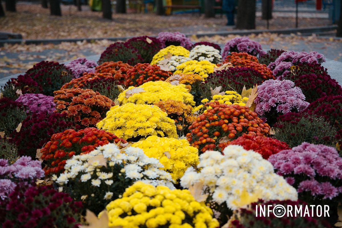 Дніпро в кольорах осені: де побачити найяскравіші хризантеми та загадкові фотозони 10