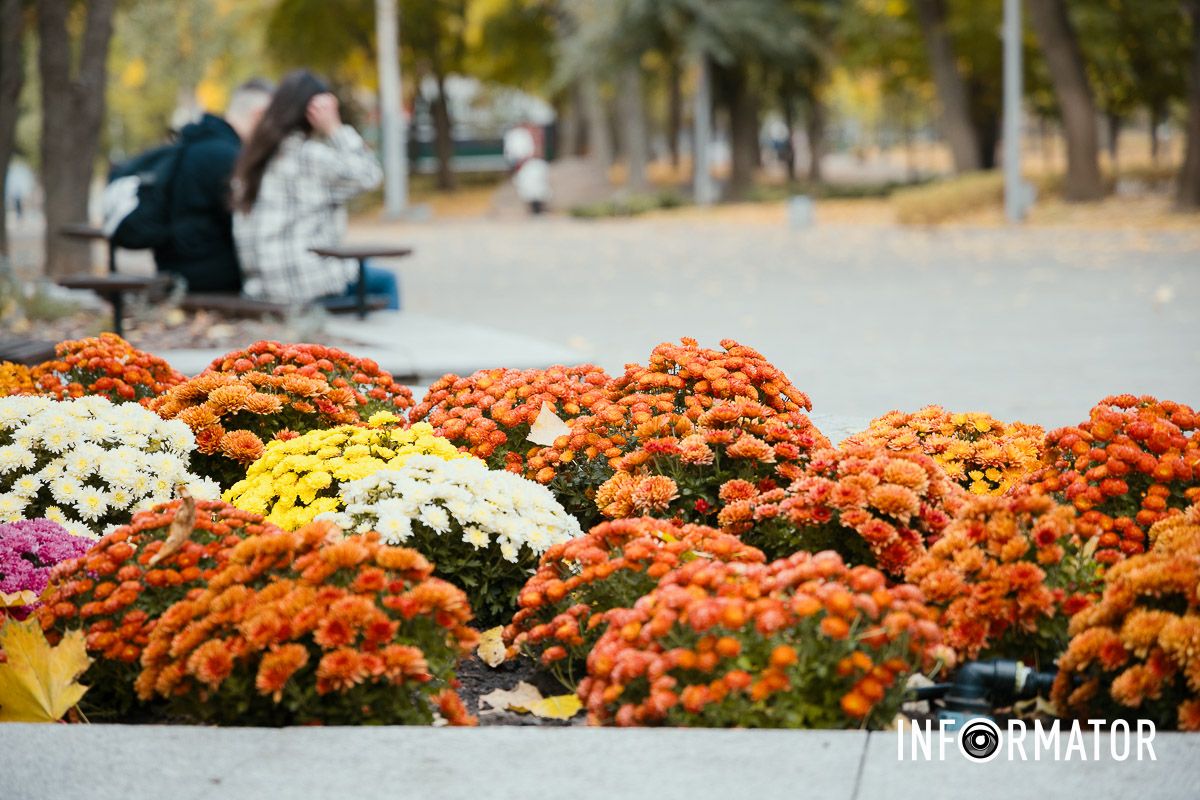 Дніпро в кольорах осені: де побачити найяскравіші хризантеми та загадкові фотозони 11