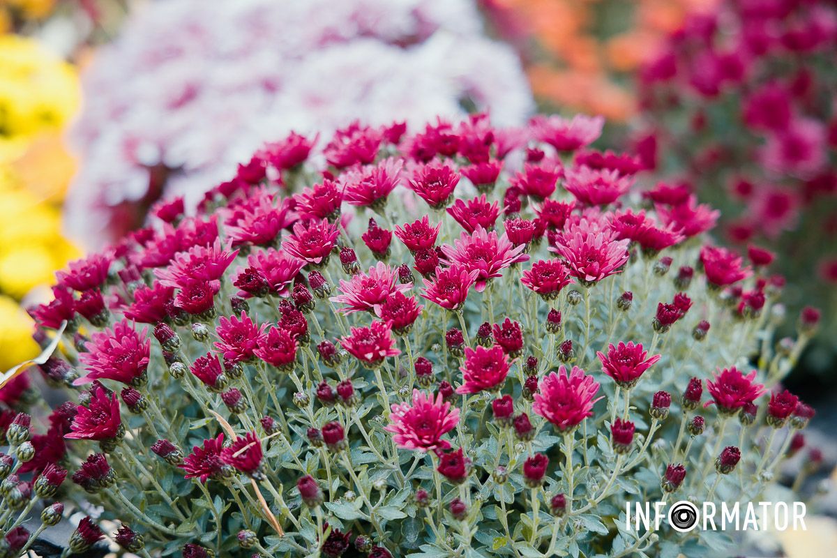 Дніпро в кольорах осені: де побачити найяскравіші хризантеми та загадкові фотозони 12