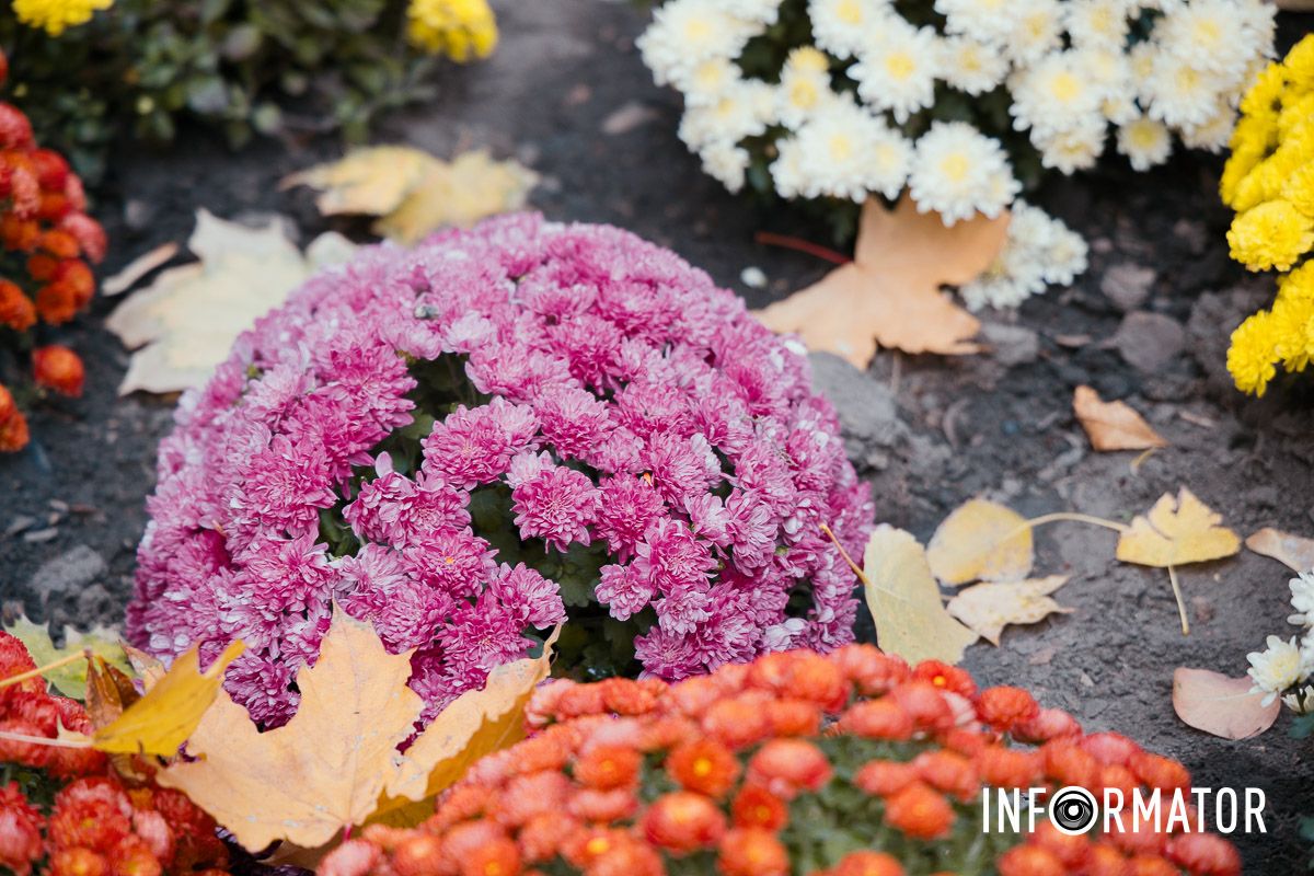 Дніпро в кольорах осені: де побачити найяскравіші хризантеми та загадкові фотозони 13