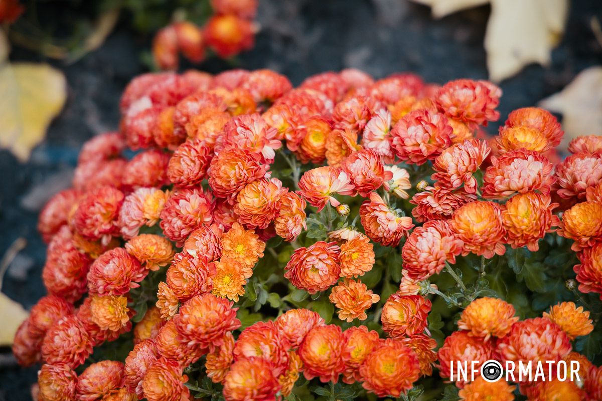 Дніпро в кольорах осені: де побачити найяскравіші хризантеми та загадкові фотозони 14