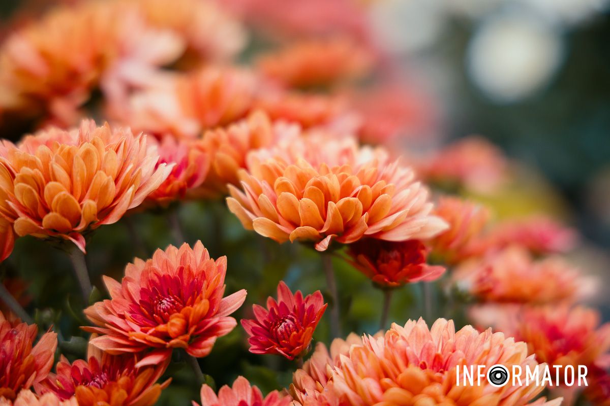 Дніпро в кольорах осені: де побачити найяскравіші хризантеми та загадкові фотозони 15