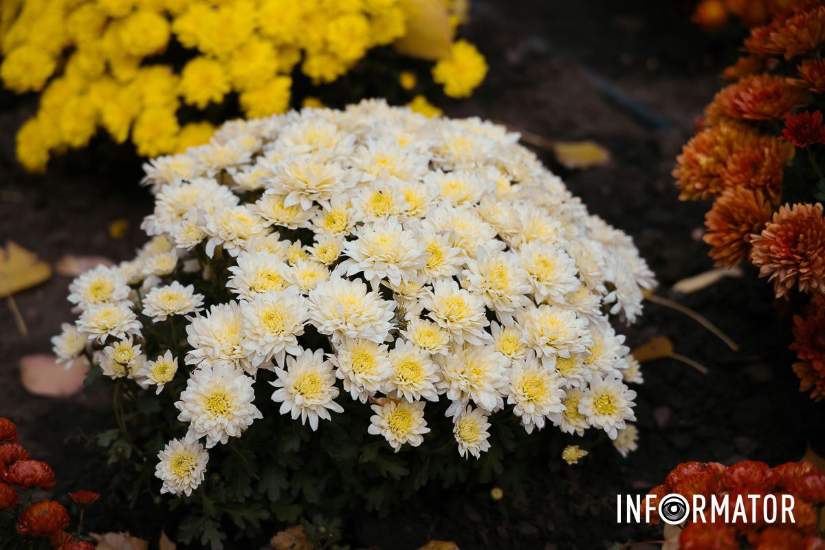 Дніпро в кольорах осені: де побачити найяскравіші хризантеми та загадкові фотозони 16