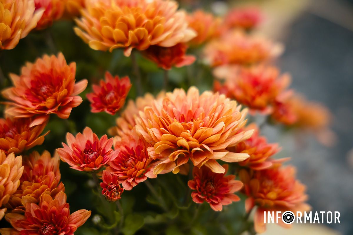 Дніпро в кольорах осені: де побачити найяскравіші хризантеми та загадкові фотозони 17