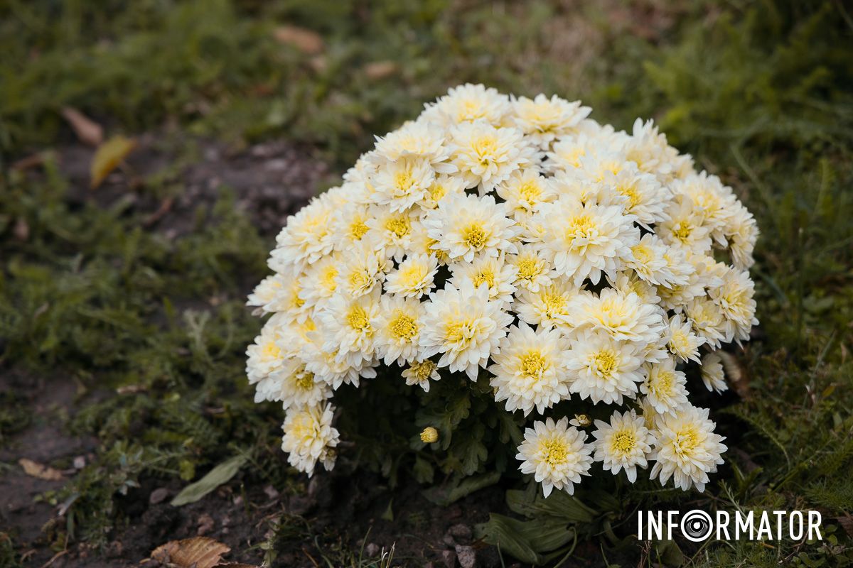 Дніпро в кольорах осені: де побачити найяскравіші хризантеми та загадкові фотозони 24