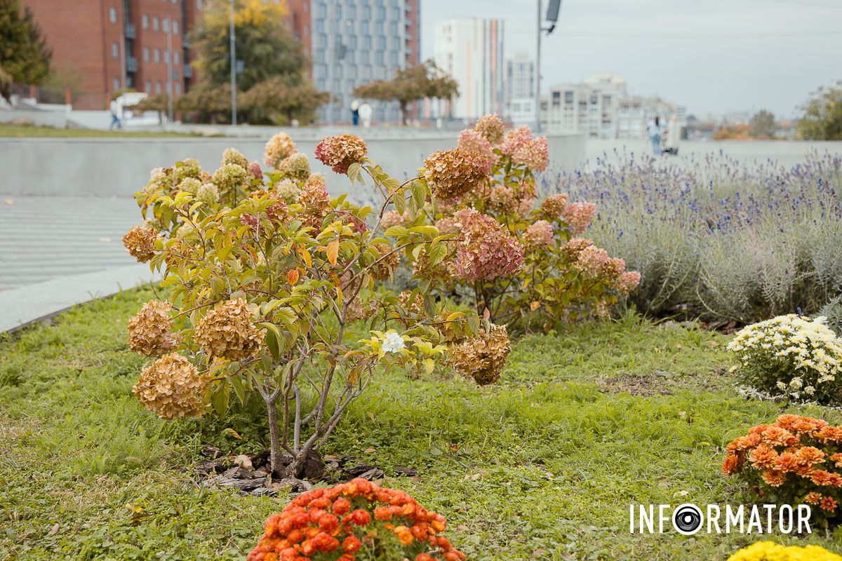 Дніпро в кольорах осені: де побачити найяскравіші хризантеми та загадкові фотозони 25