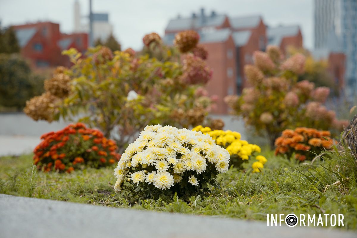 Дніпро в кольорах осені: де побачити найяскравіші хризантеми та загадкові фотозони 27