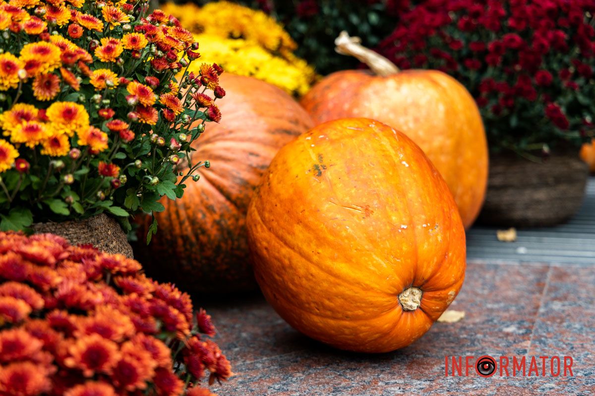 Дніпро в кольорах осені: де побачити найяскравіші хризантеми та загадкові фотозони 43