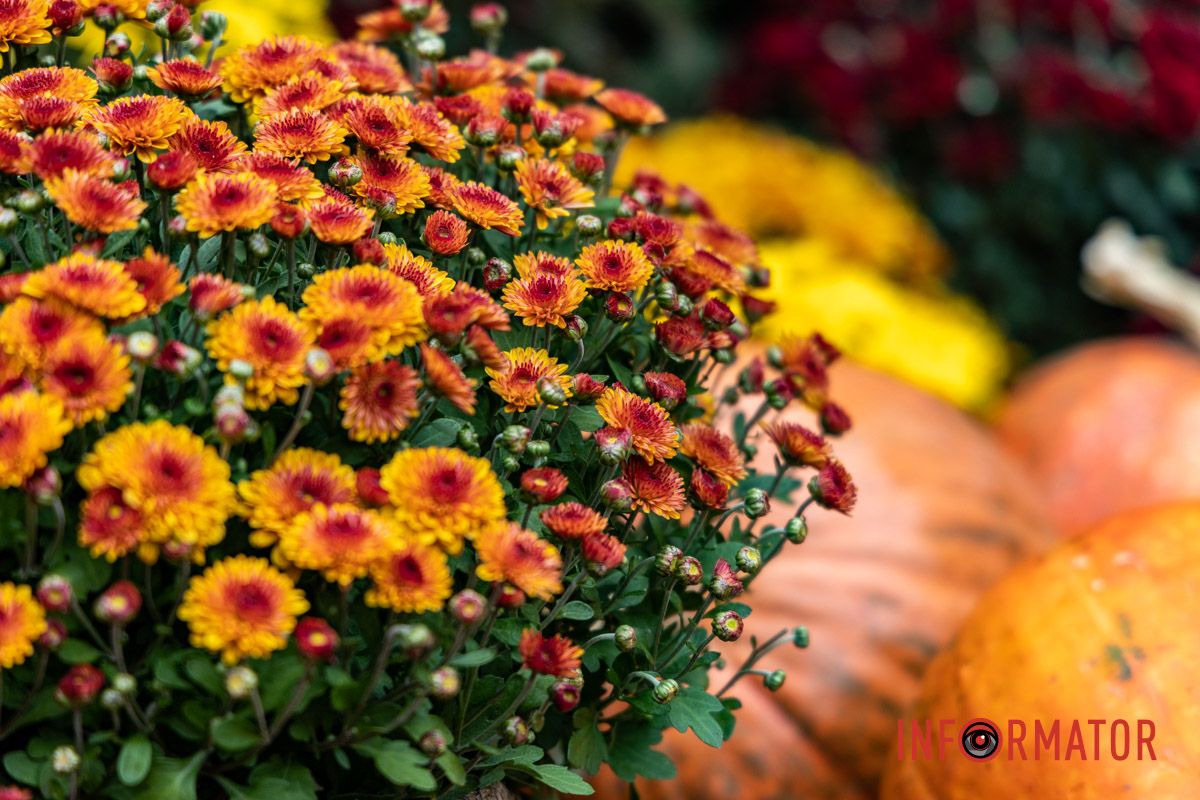Дніпро в кольорах осені: де побачити найяскравіші хризантеми та загадкові фотозони 46