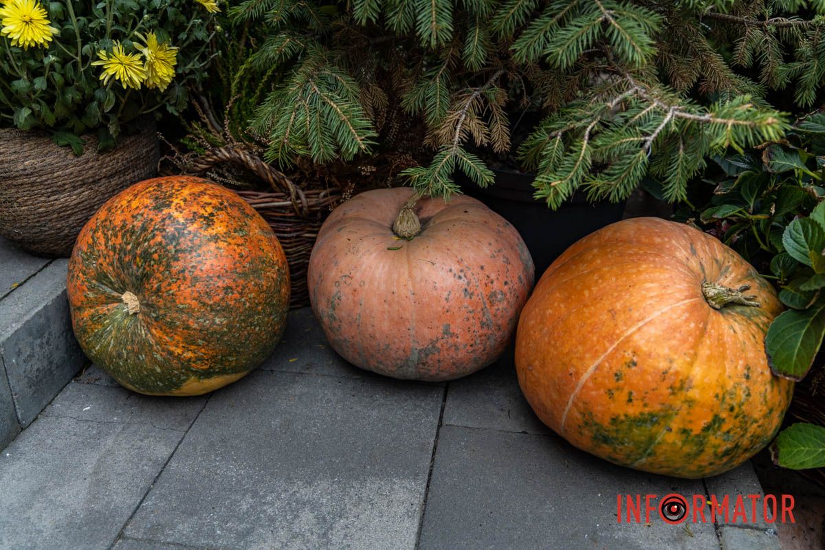Дніпро в кольорах осені: де побачити найяскравіші хризантеми та загадкові фотозони 47