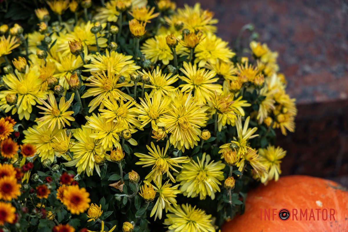 Дніпро в кольорах осені: де побачити найяскравіші хризантеми та загадкові фотозони 48