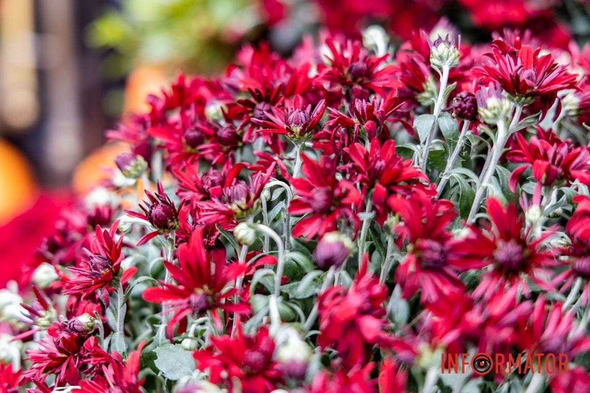 Дніпро в кольорах осені: де побачити найяскравіші хризантеми та загадкові фотозони 49