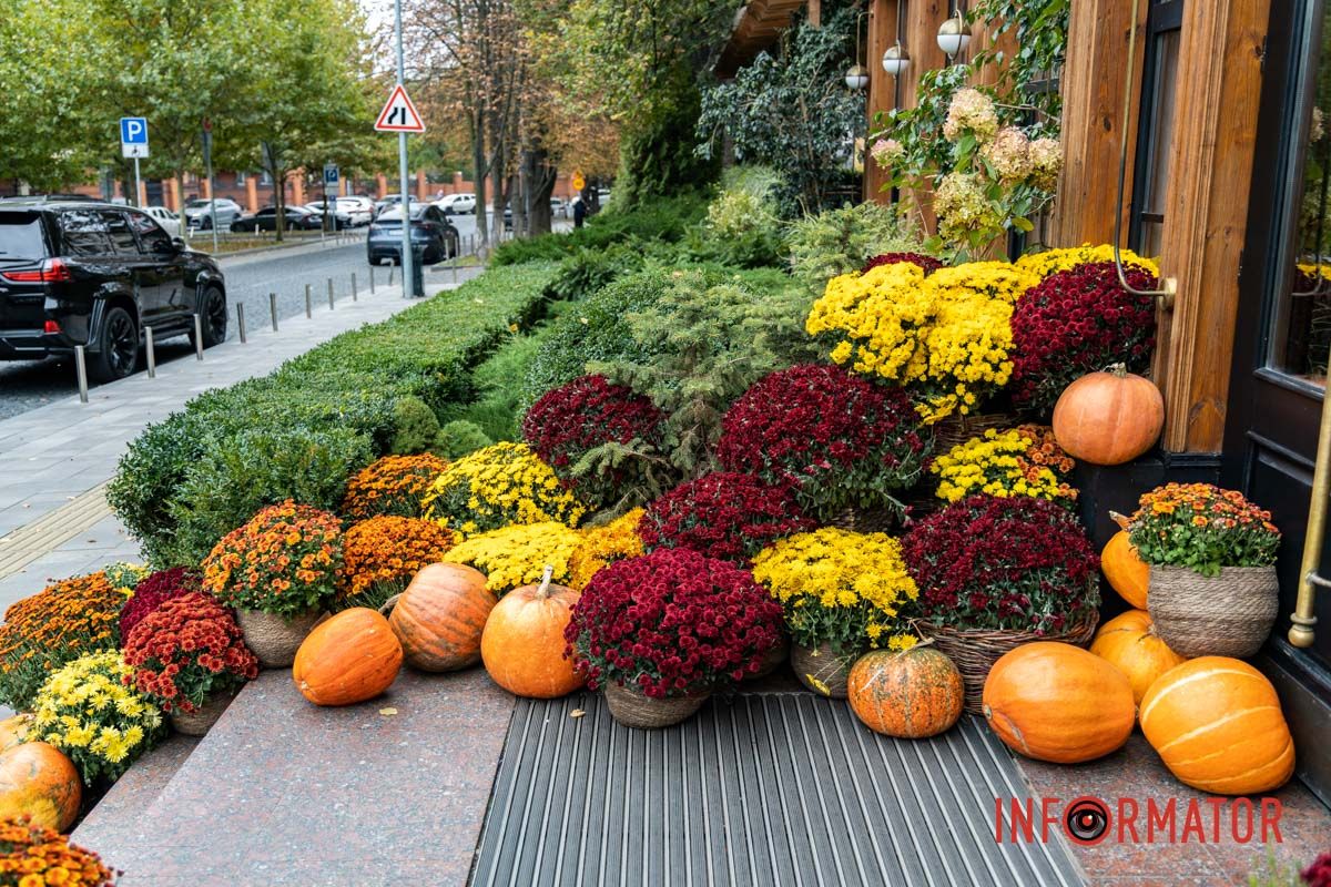 Дніпро в кольорах осені: де побачити найяскравіші хризантеми та загадкові фотозони 50