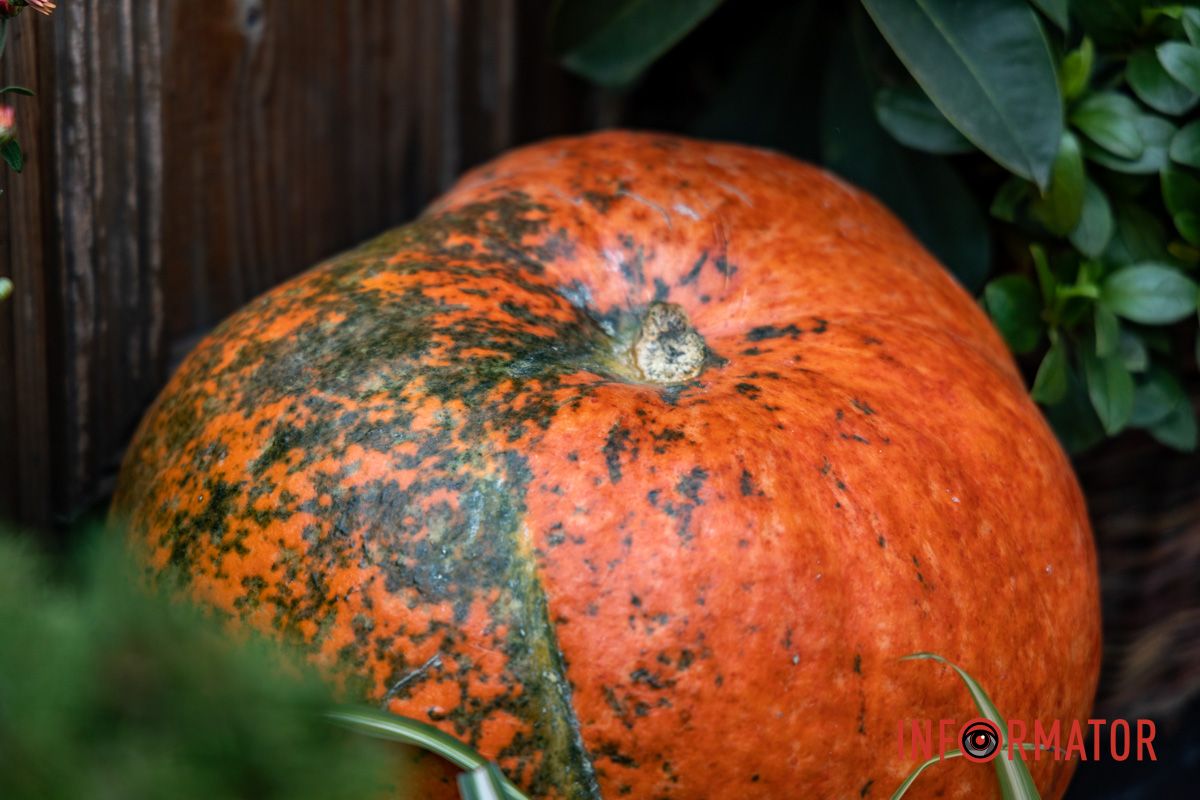 Дніпро в кольорах осені: де побачити найяскравіші хризантеми та загадкові фотозони 52