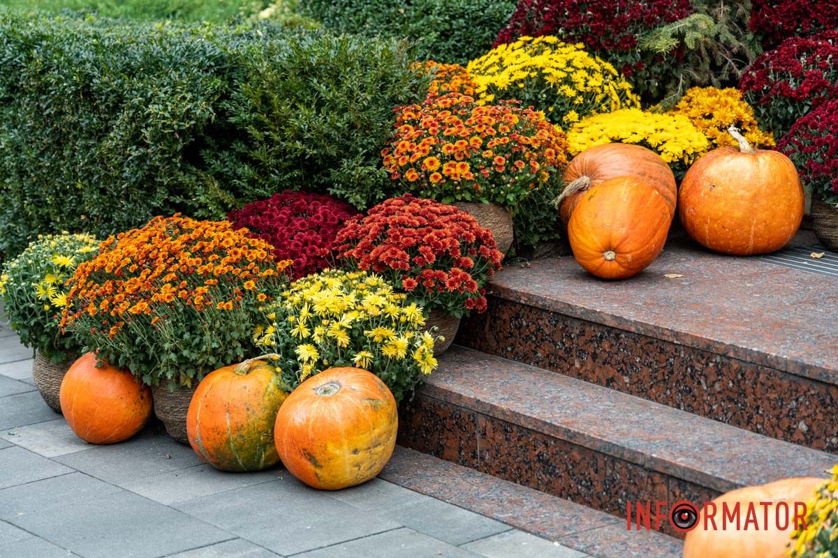 Дніпро в кольорах осені: де побачити найяскравіші хризантеми та загадкові фотозони 54